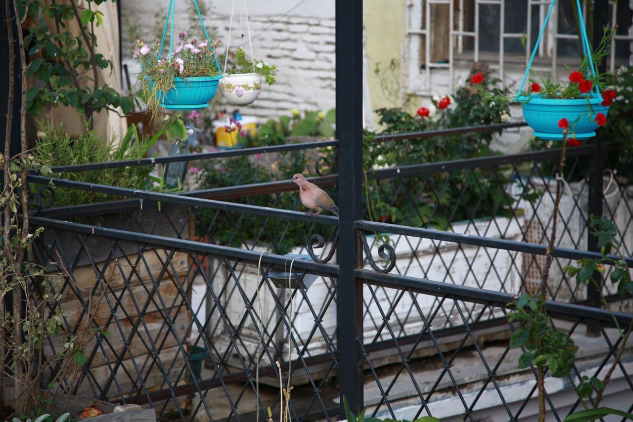 טביליסי Terrace Garden Boutique Hotel מראה חיצוני תמונה